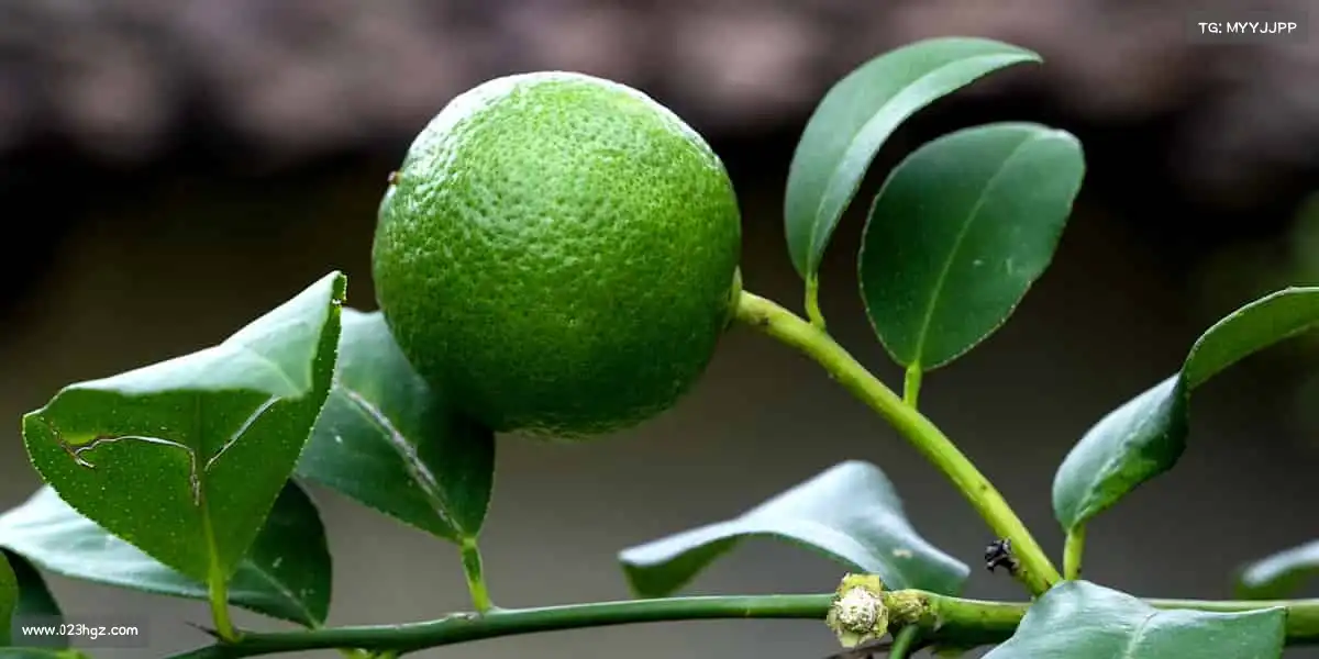 我们的核心竞争力